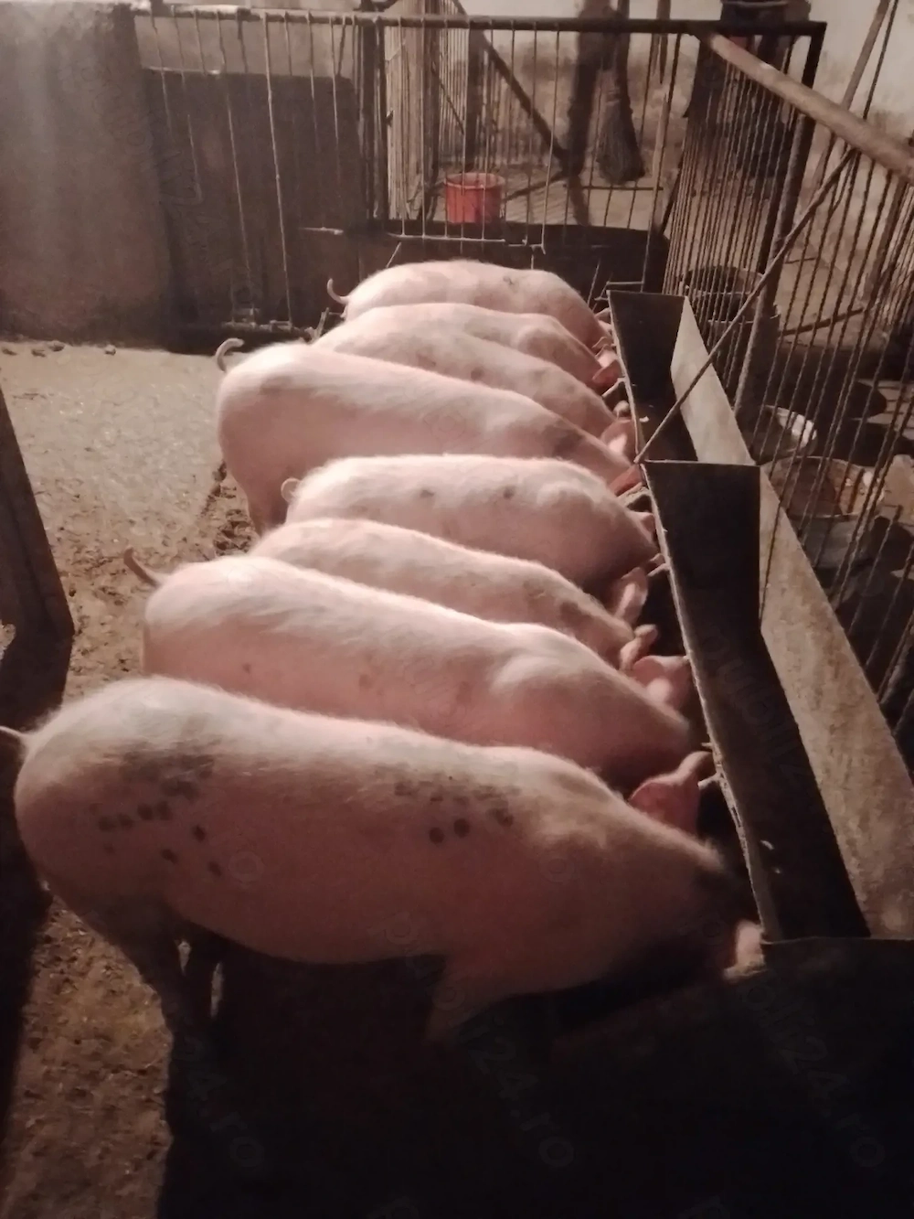 Vand soldani 45-65 kg