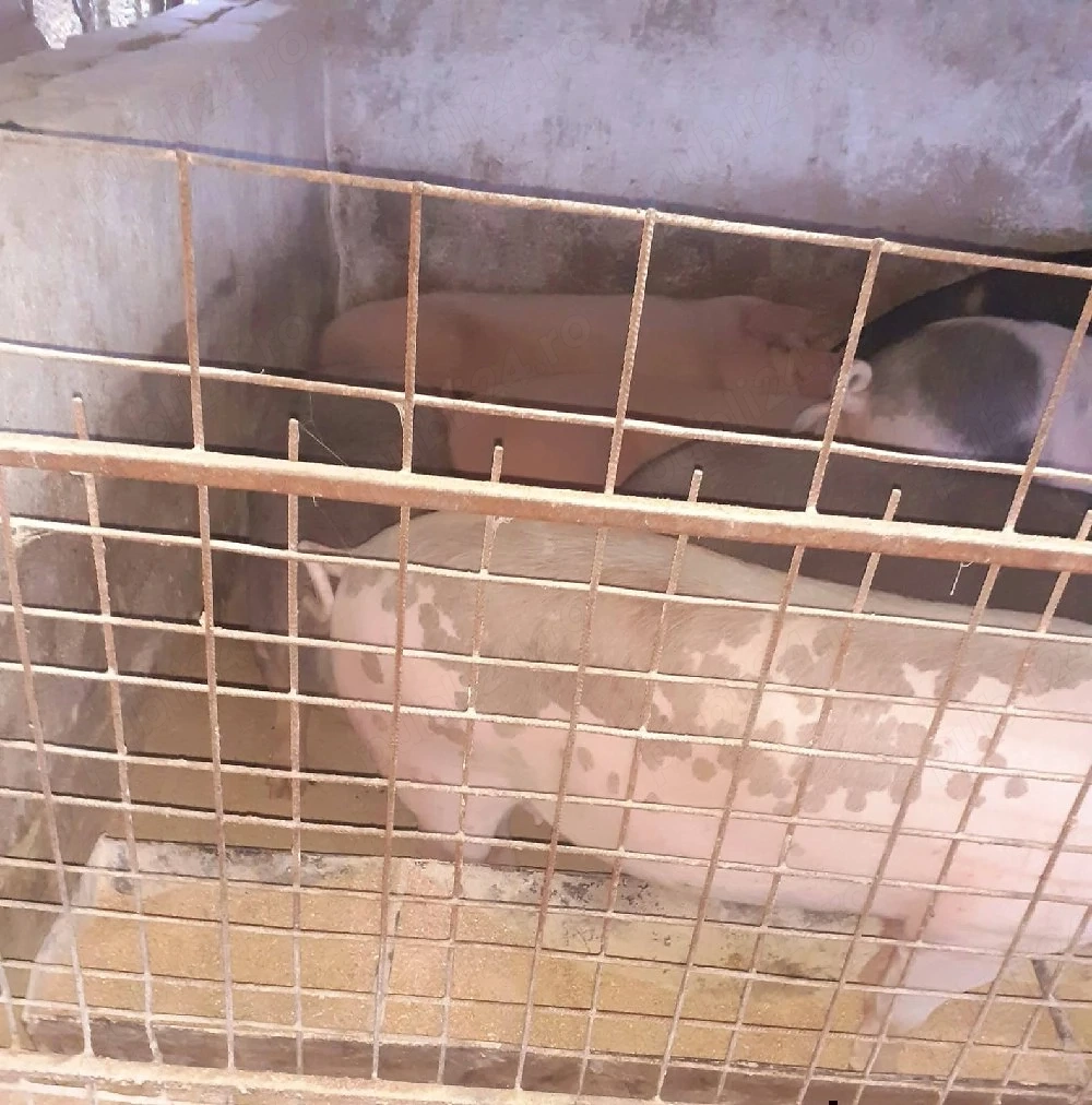 Porci de vânzare 
