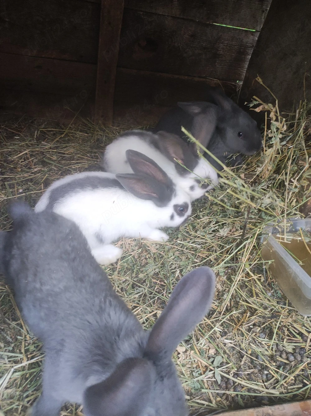 iepuri de rasa Fluture german 