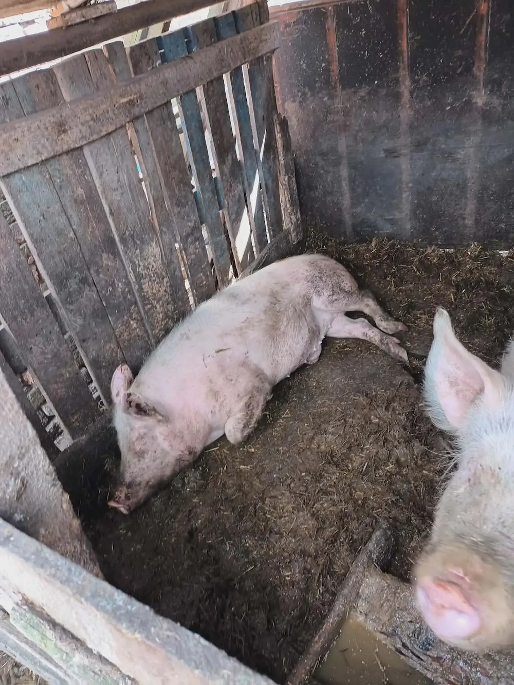 Vand 4 porci ,  greutati intre 100 si 150 kg