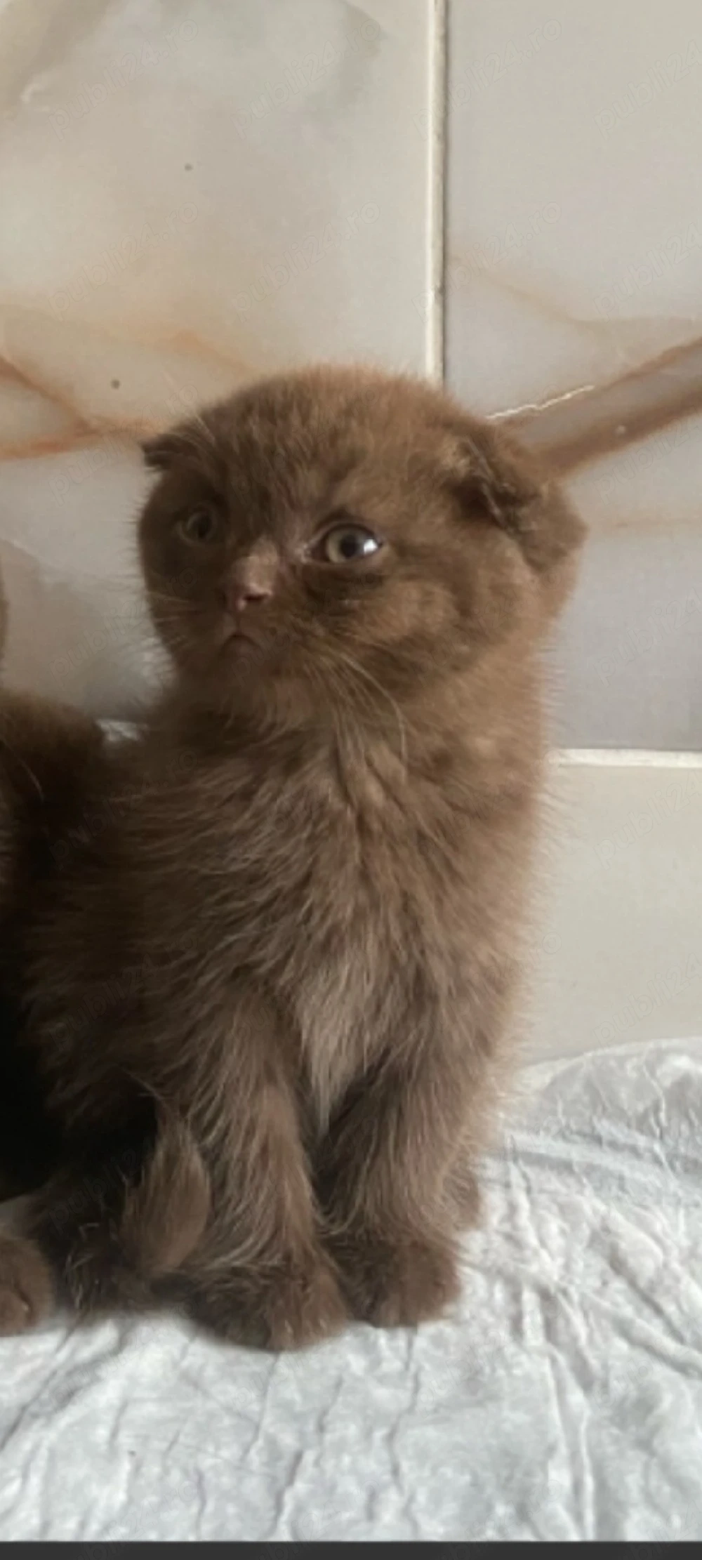 scottish fold ciocolata!!!