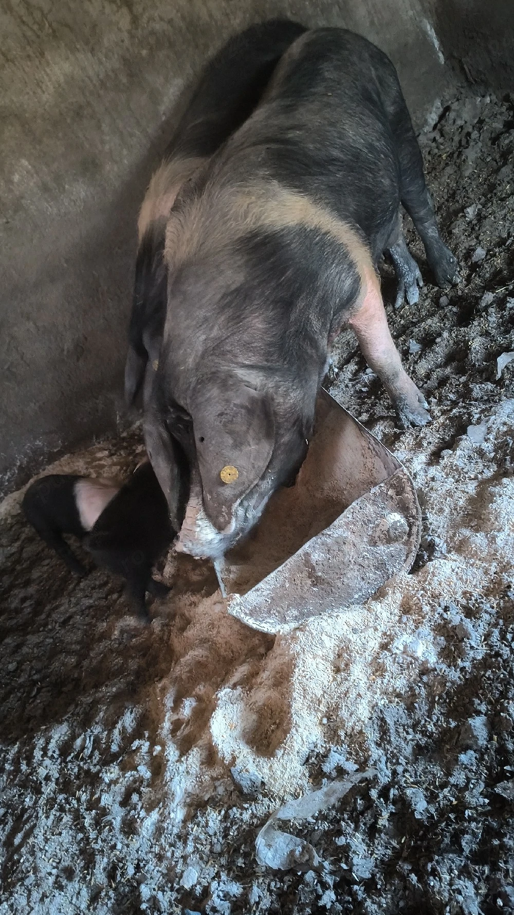 Scroafă bazna cu purcei 