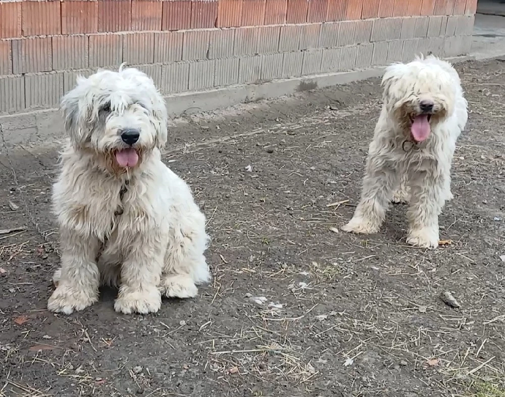 Vând 2 femele ciobănesc mioritic  