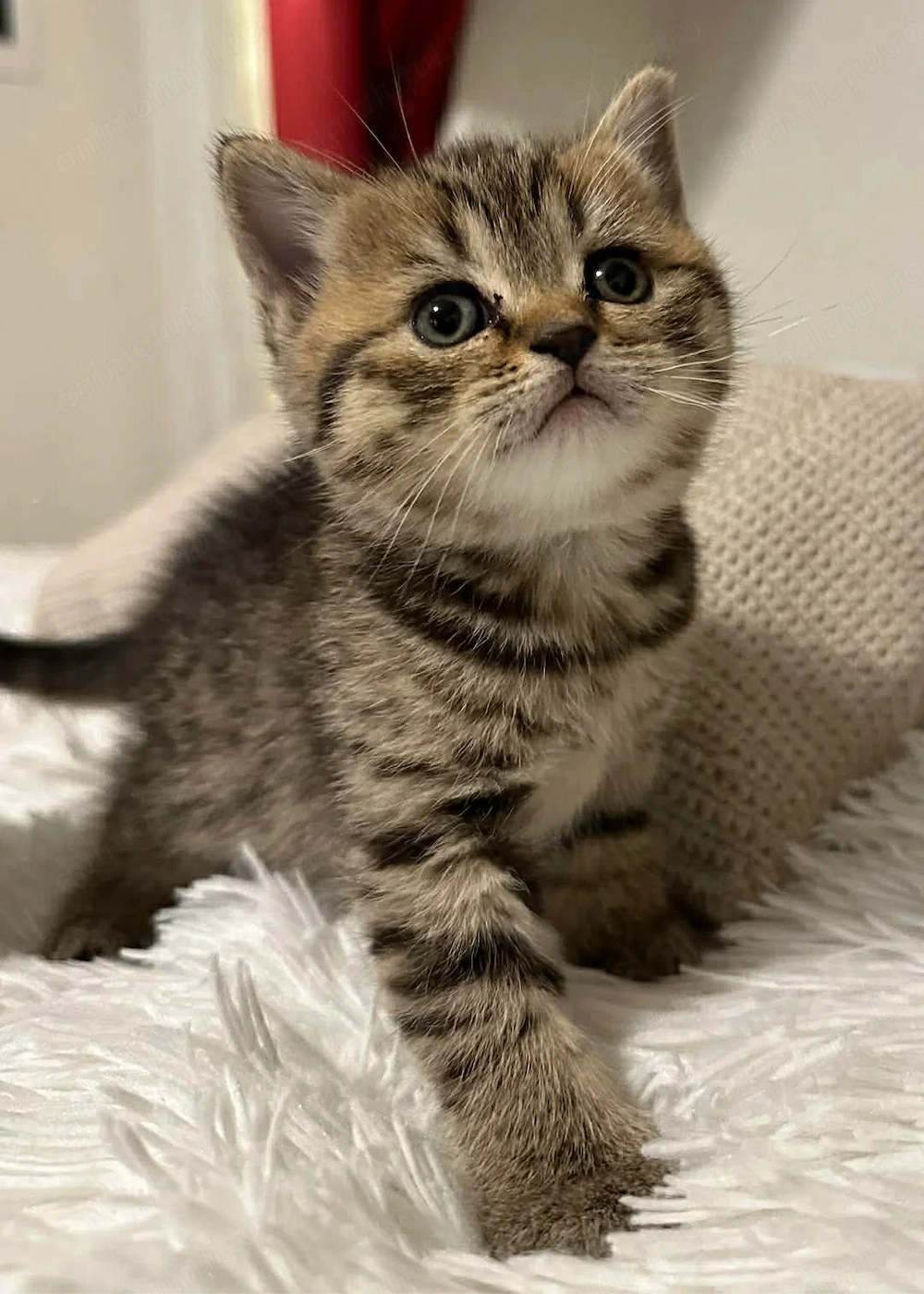 British shorthair brown