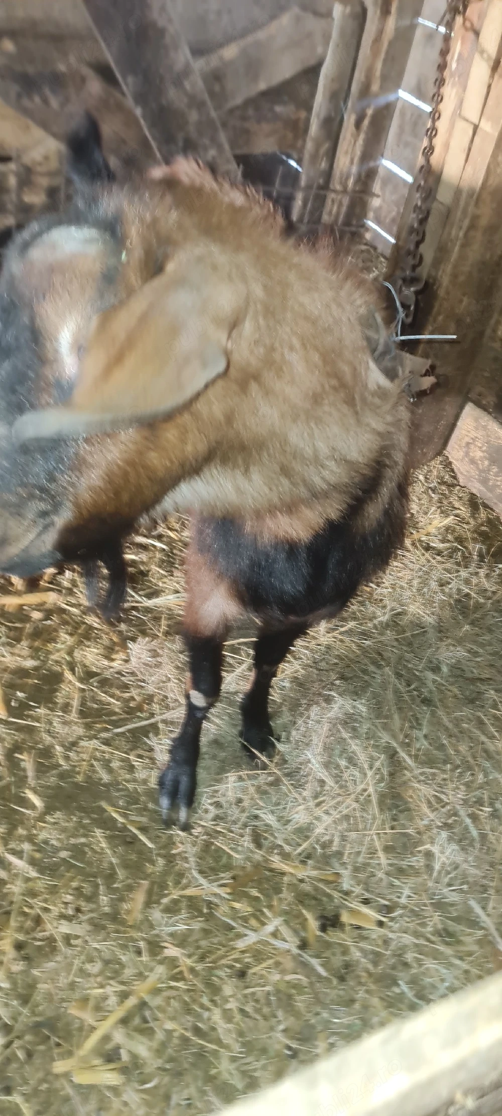 țap 75%anglo nubian 