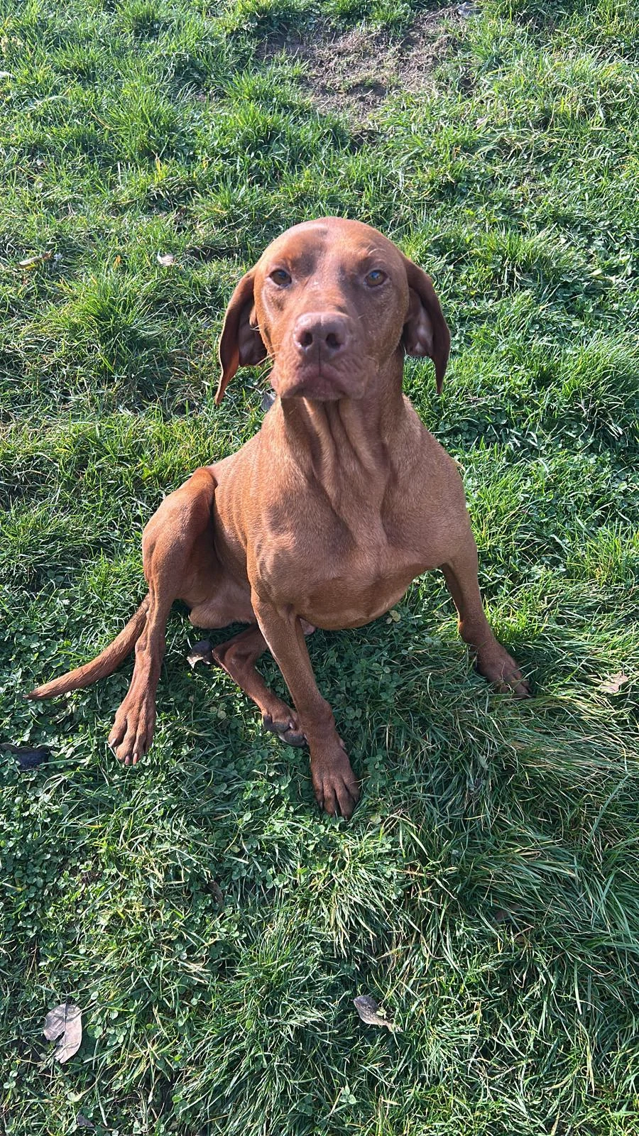 Mascul Viszla Maghiara 