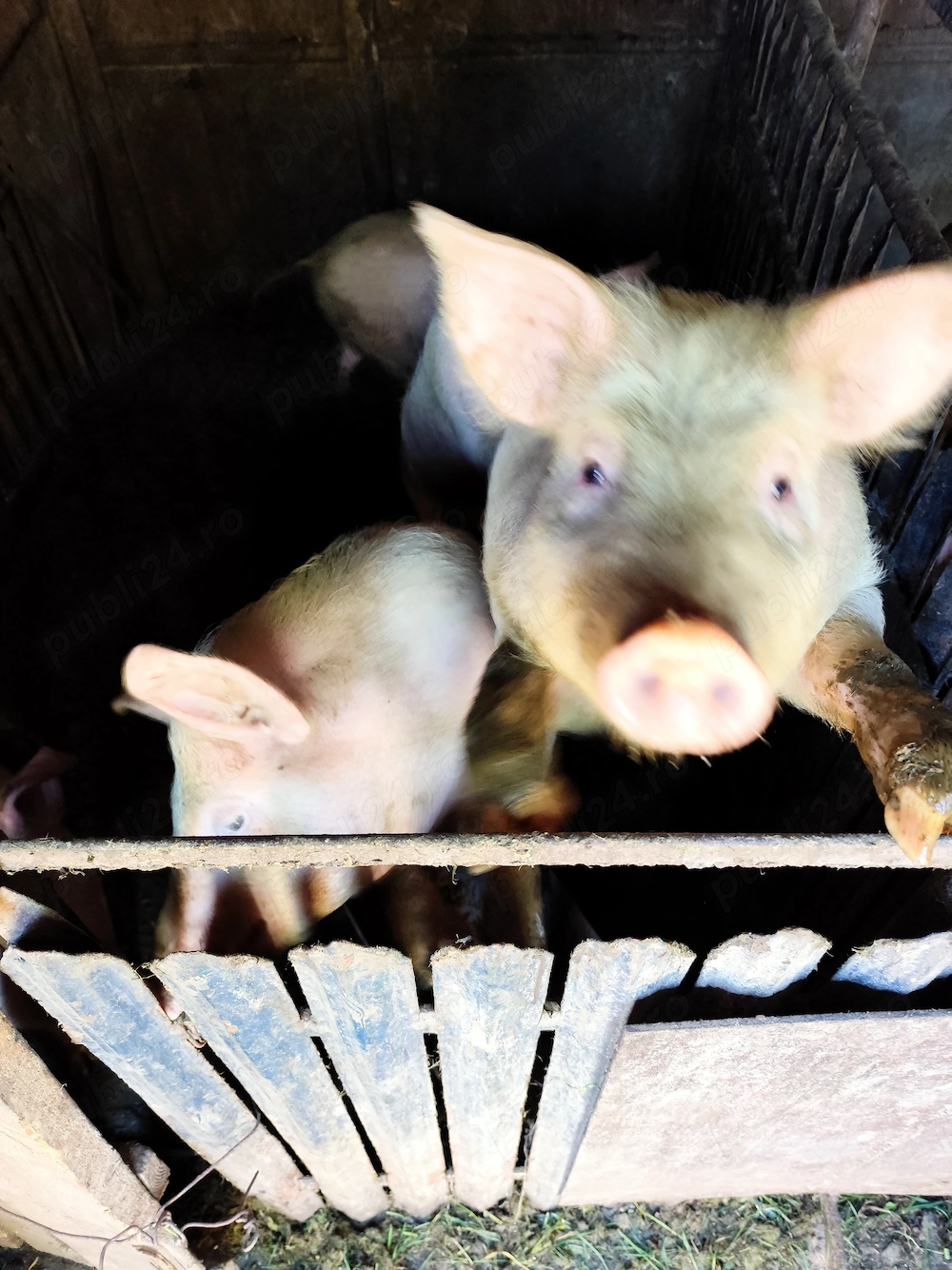 Vând purcei diferite greutăți 