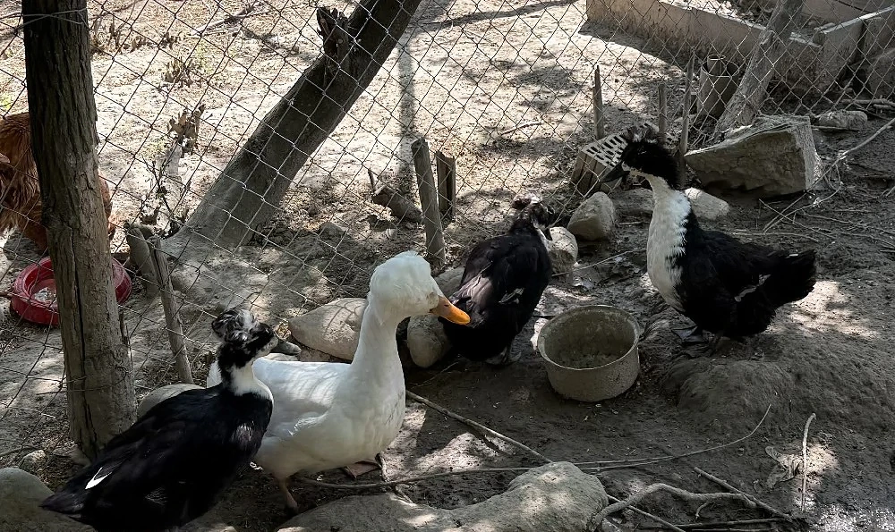 Oua pentru eclozat de  la rate românești motate