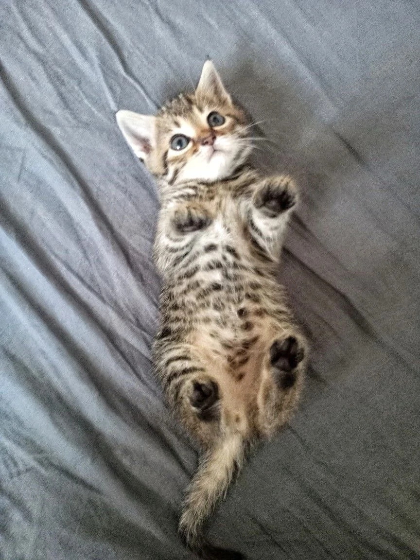 American Shorthair 