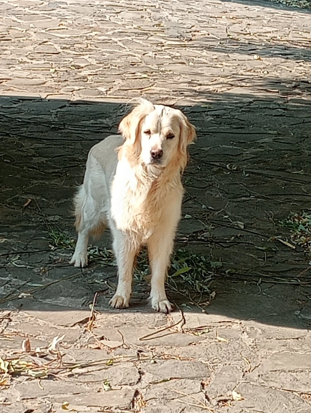 golden retriever 