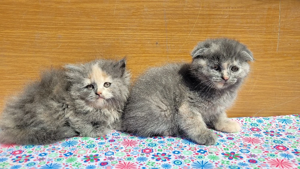 scottish  fold si scottish straight. 