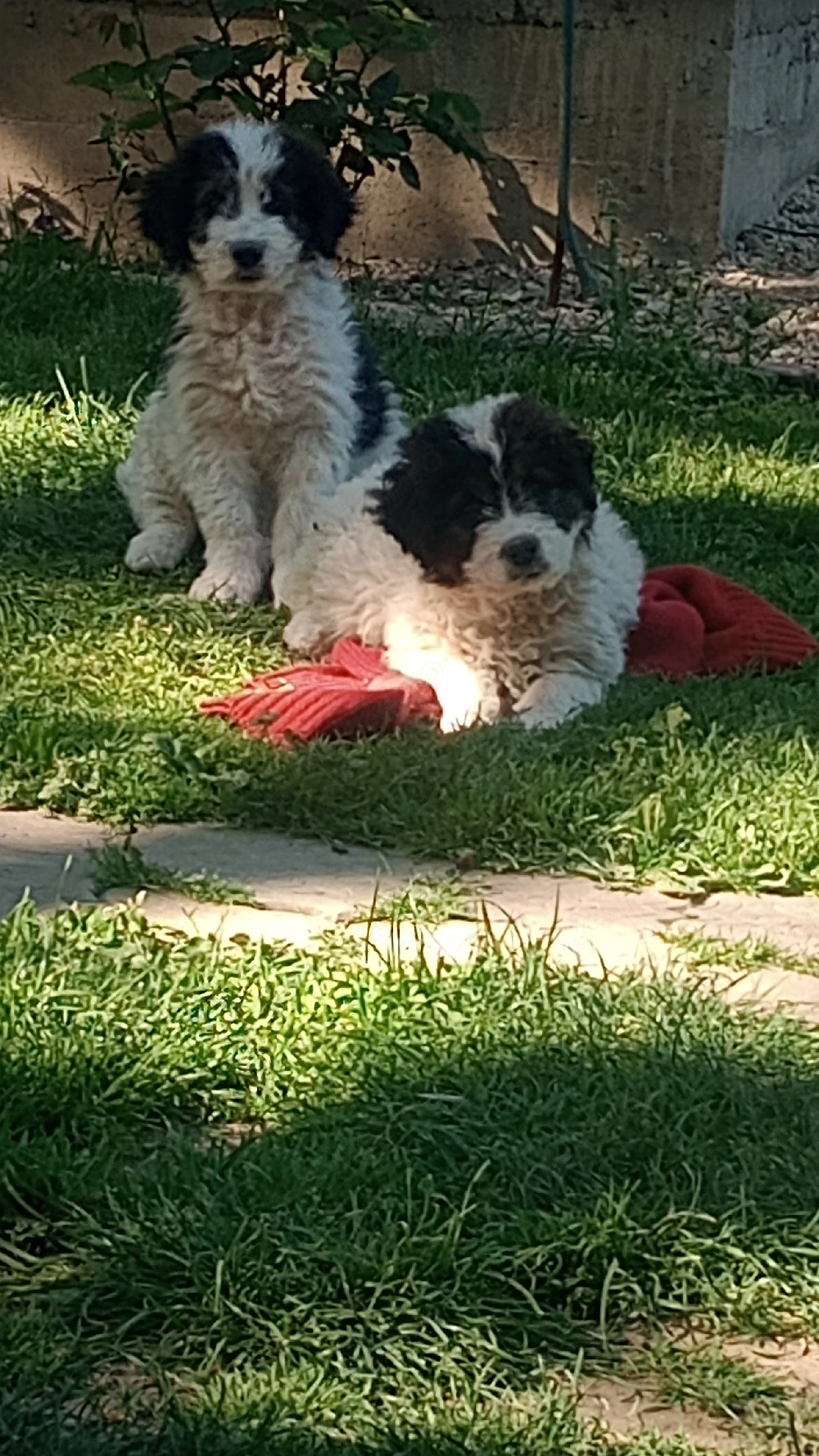 vand căței de Bucovina 