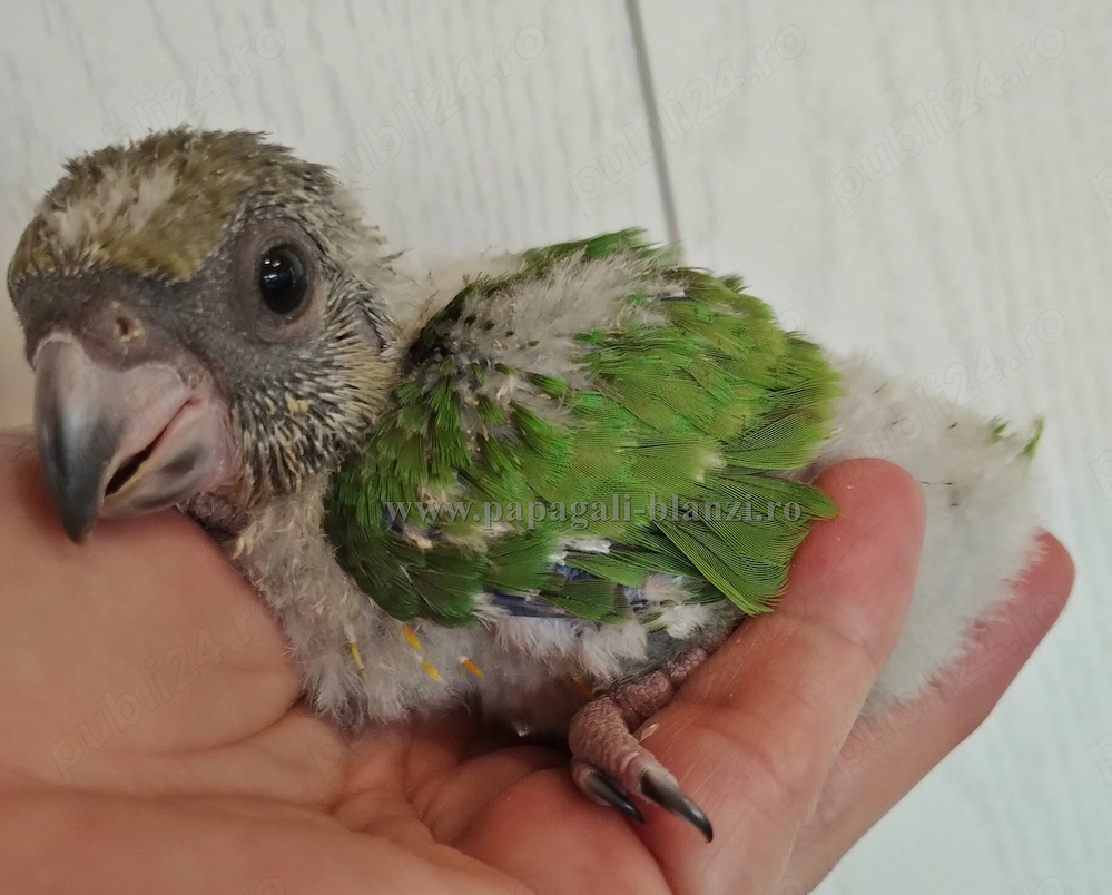 vand pui blanzi de papagal Senegal