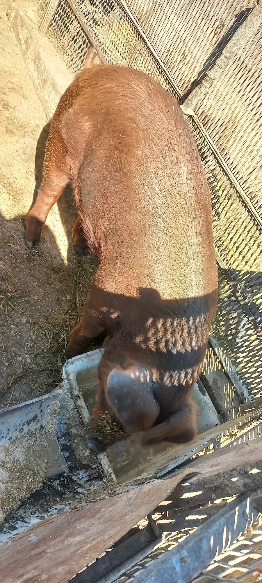 Vând Vieruș și Scrofița rasa Duroc 70Kg 1500Lei bucata