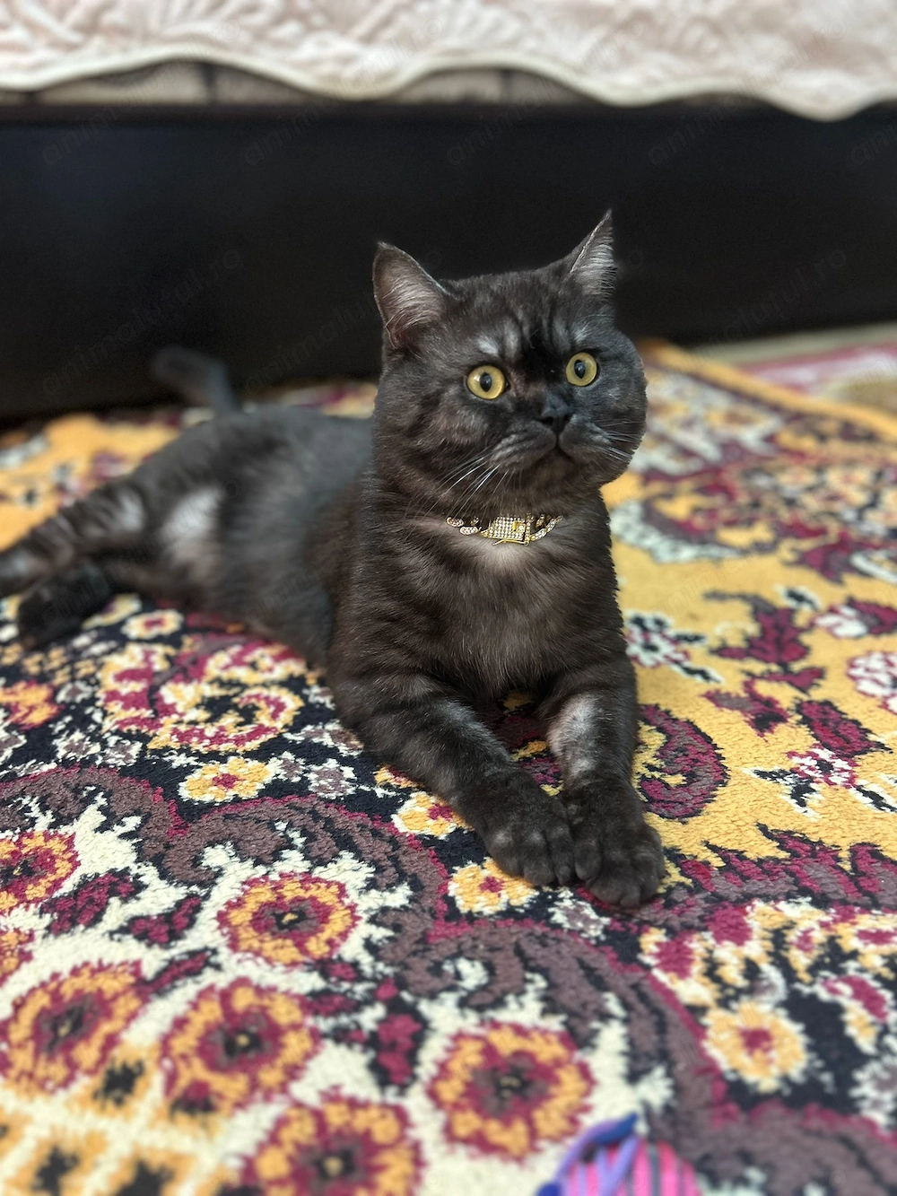 Britosh shortair Black Smoke