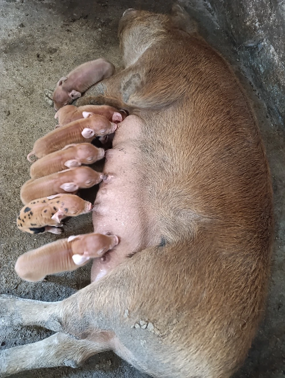 scroafa duroc cu 8 purcei