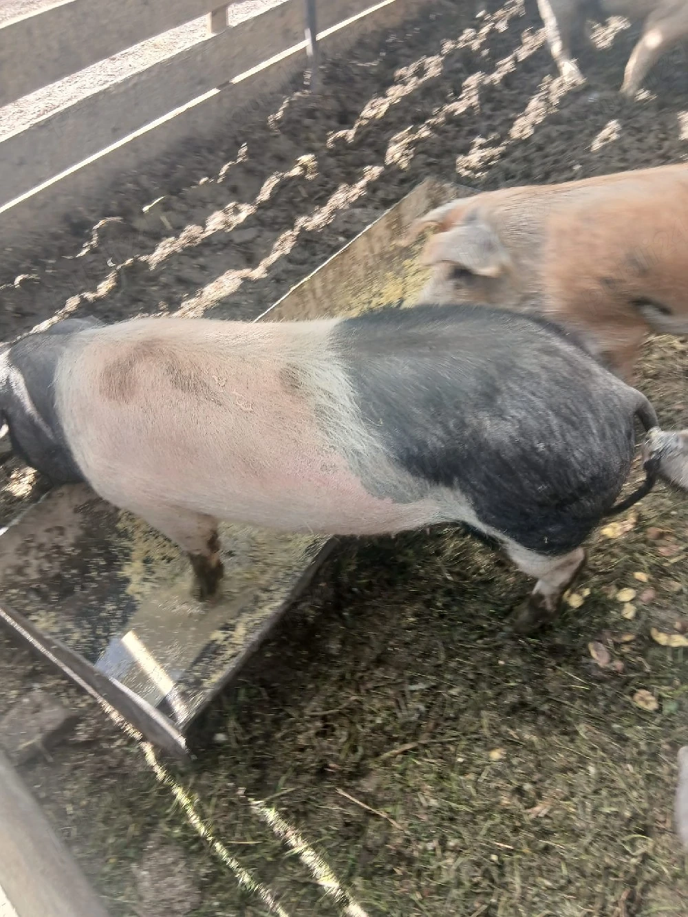 de vânzare 2 scroafe 80 90 kg una