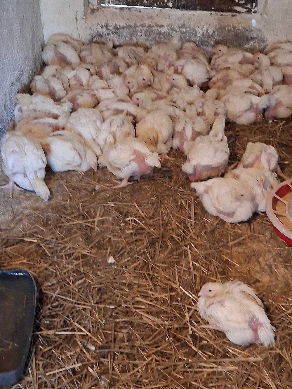 pui de vanzare 20 lei bucata