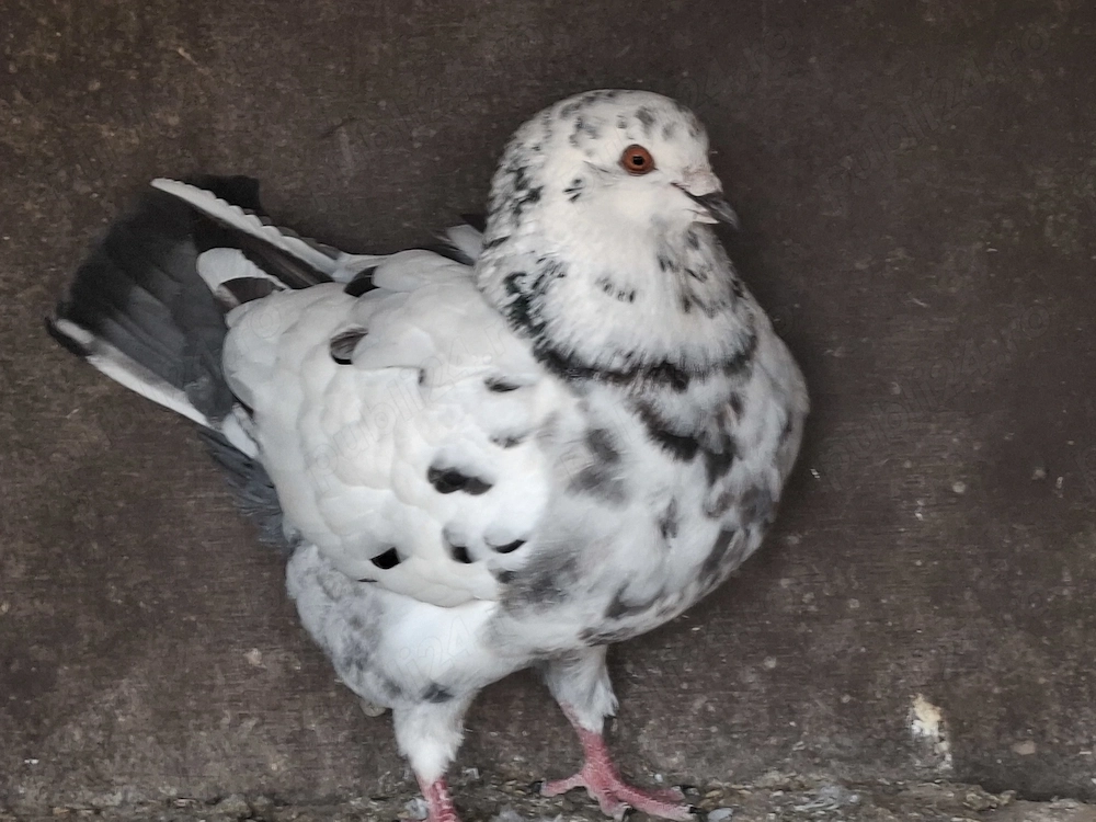 Porumbei King