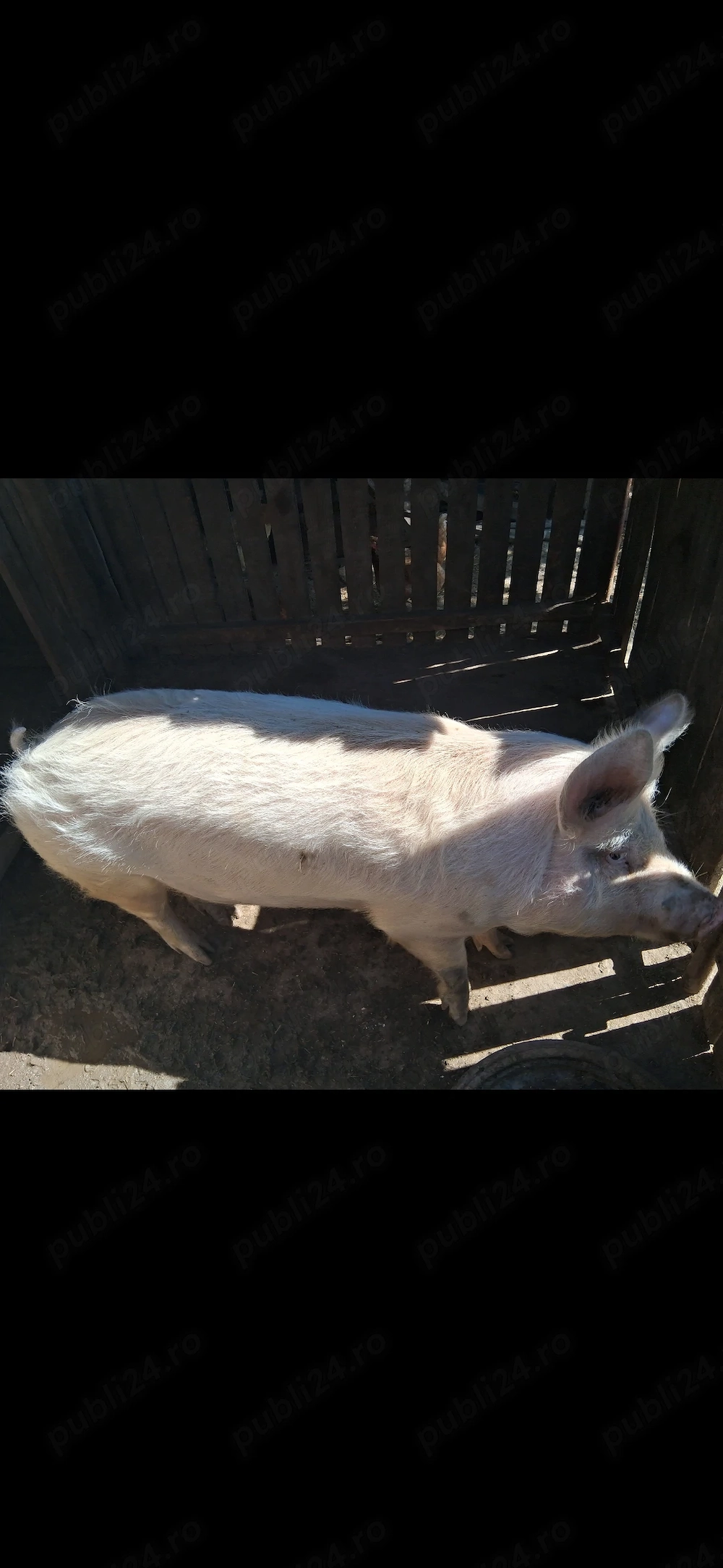 Porc de vinzare in Albeni.Gorj