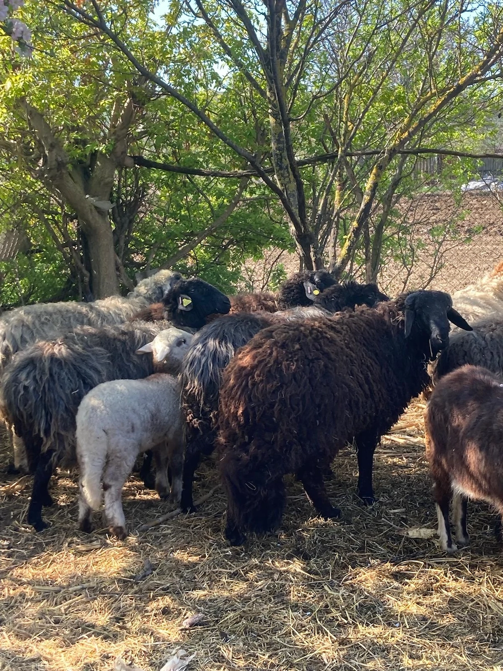 Vand 7 oi Karakul si un berbec