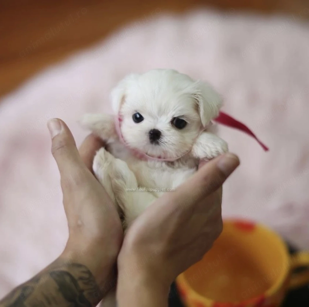 Bichon maltez mini toy