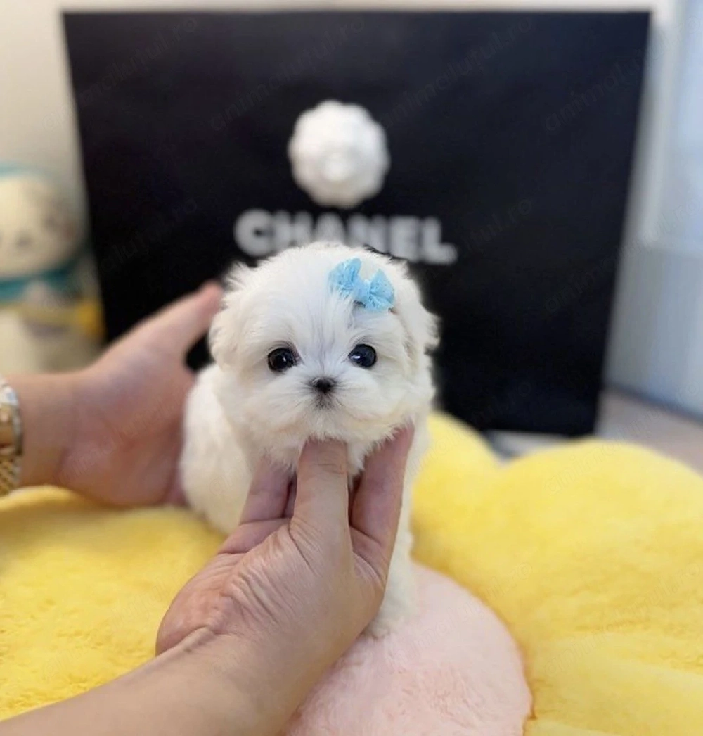 Bichon maltez mini toy
