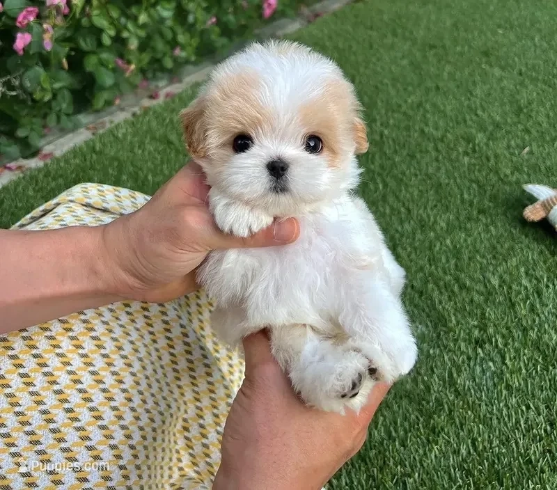Bichon apricot mini 