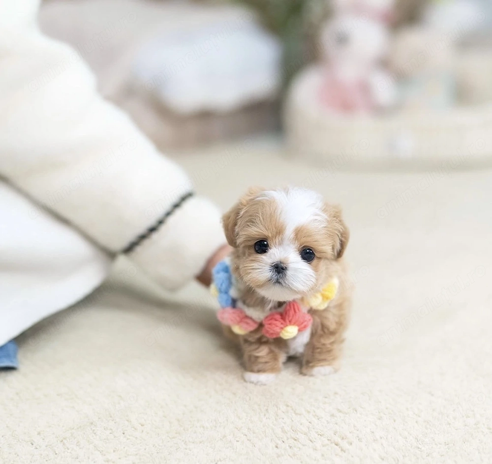 Bichon apricot mini