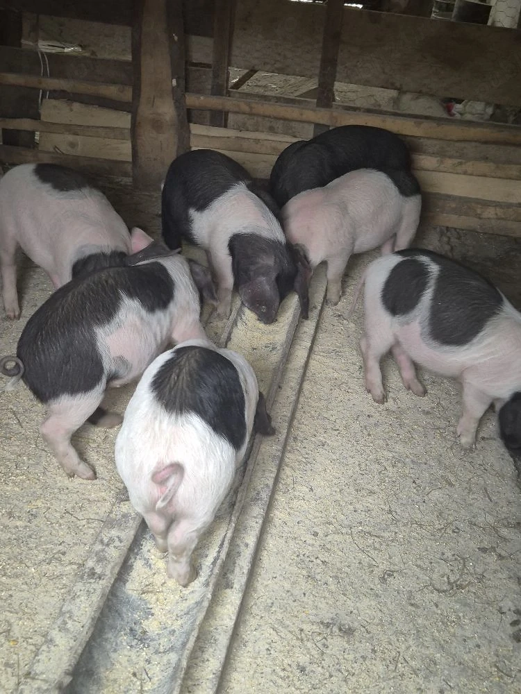 Purcei si grasuni de vanzare