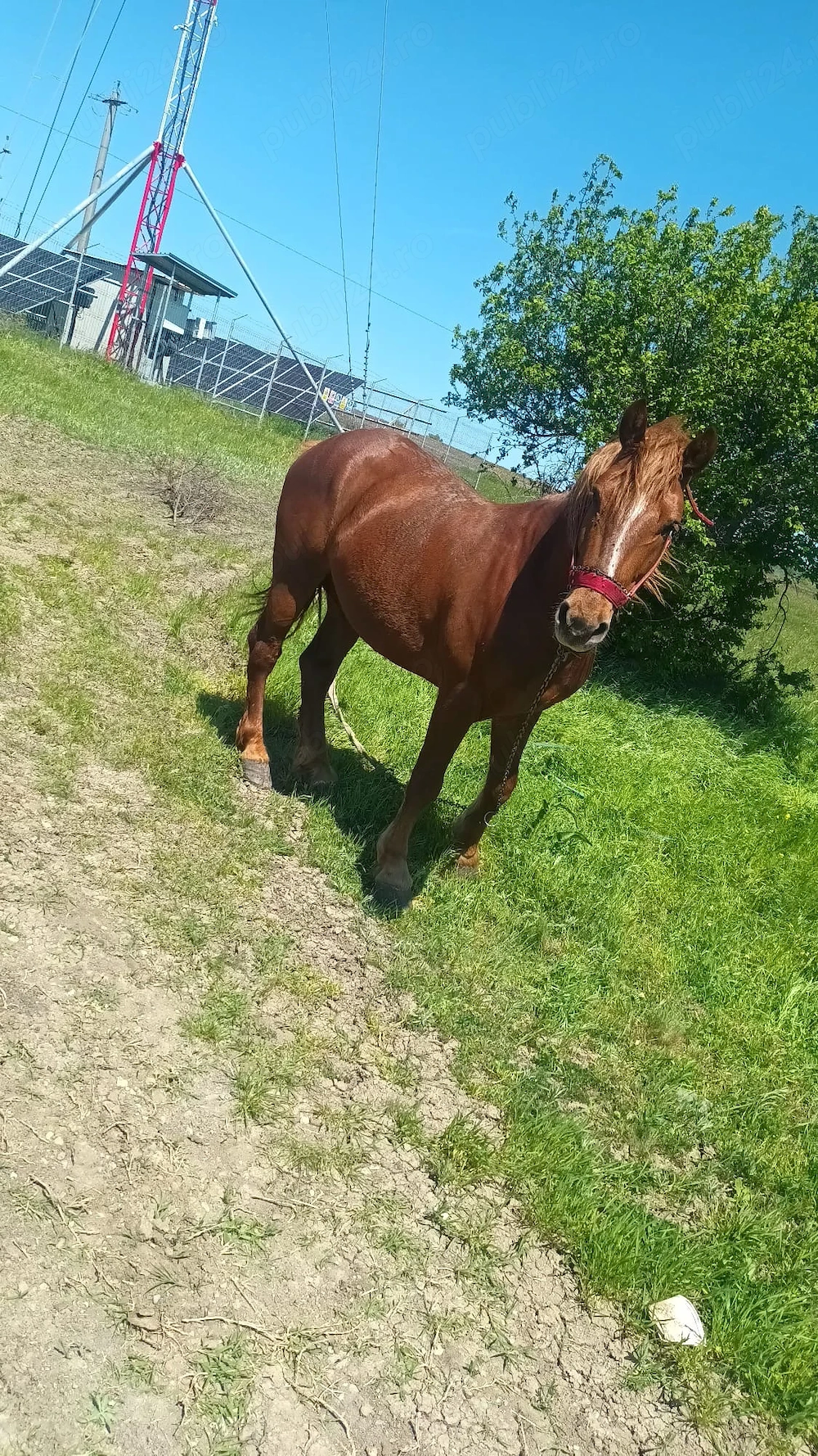  Vand cal în comuna malovat