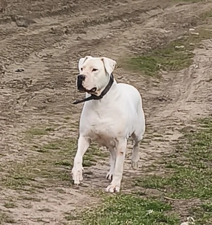 Femelă dog argentinian 