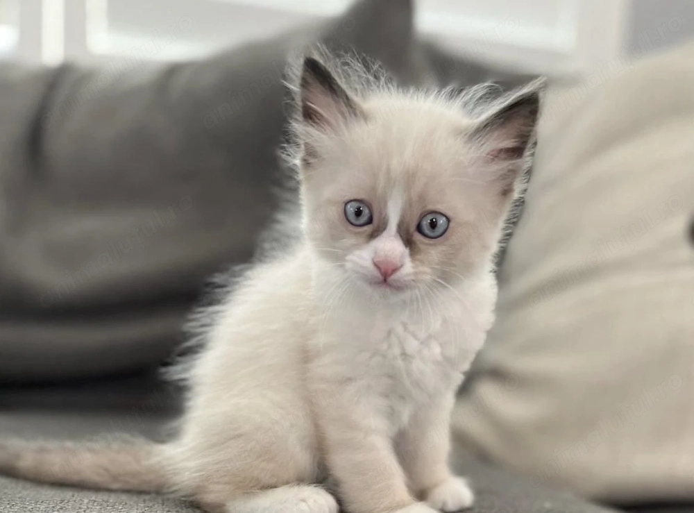 Fetita ragdoll 1000 lei