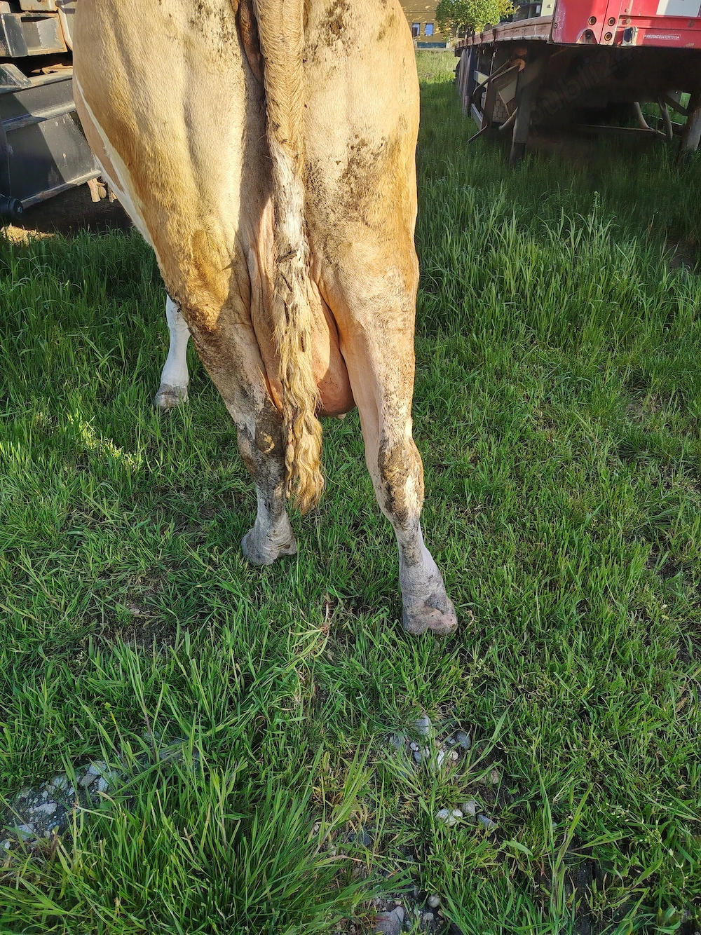 Vând vaca tânără cu lapte