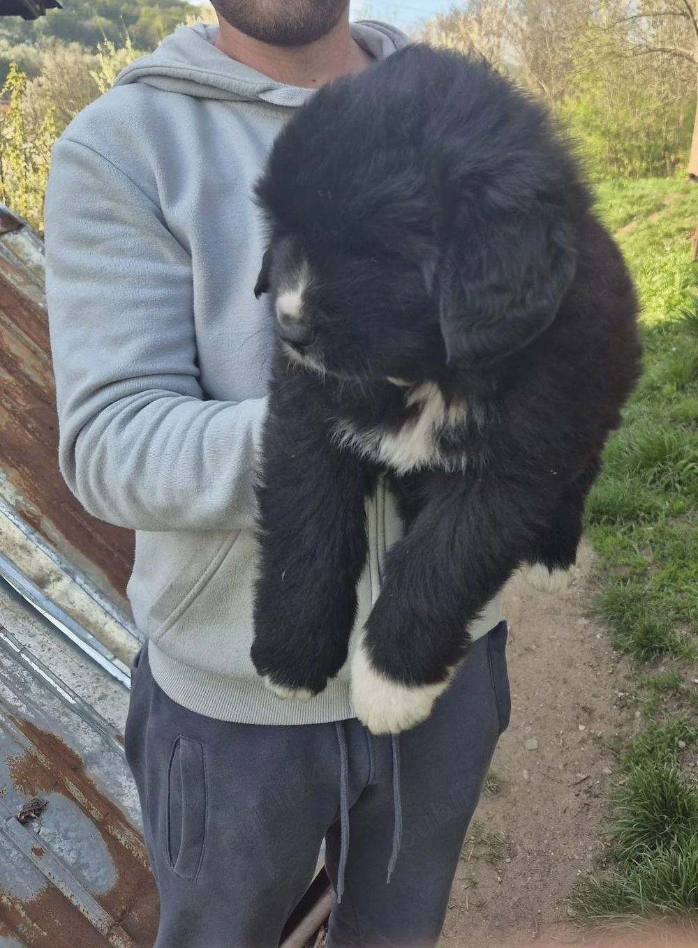 Mascul Ciobanesc românesc corb 