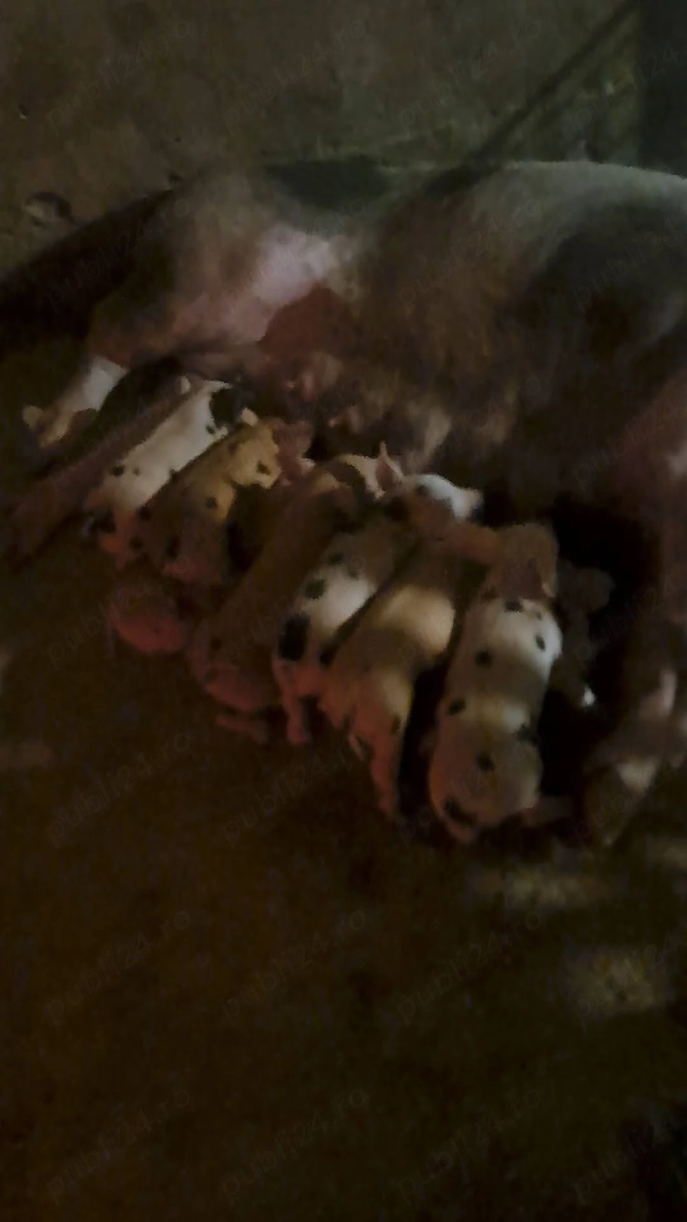 Vand scroafa cu 9 purcei mai multe detali la numarul de telefon.