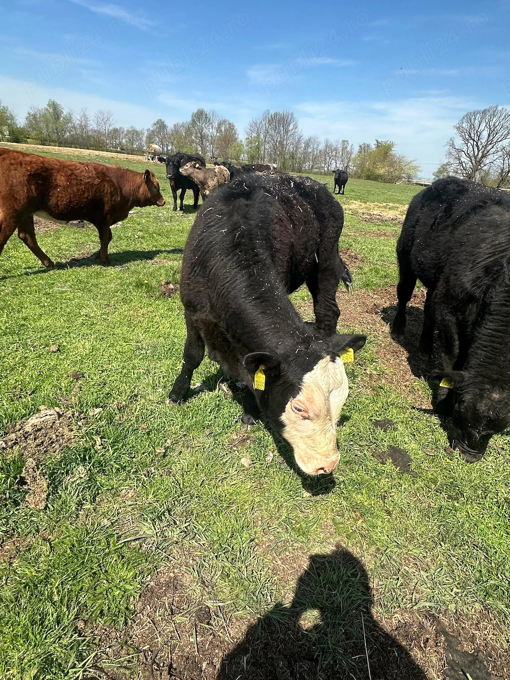 Vând viței tăurași 