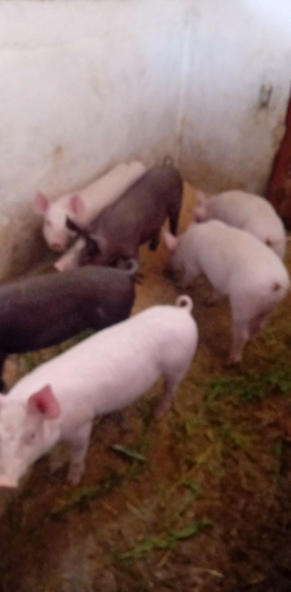 Purcei de vânzare pietrain cu marele alb 