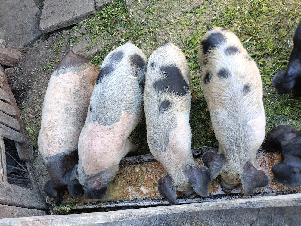 Vând purceii de 11 săptămâni!!