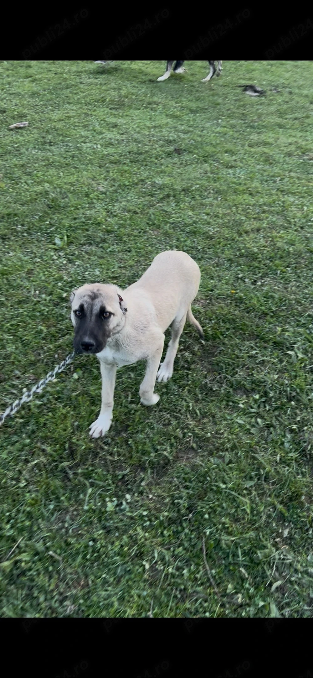 femela Kangal buna de grija animalelor si gospodariei 