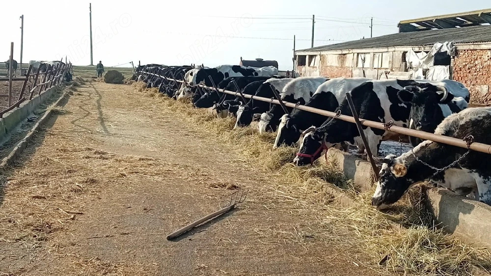 angajez persoană care știe să facă brânza de vaci 