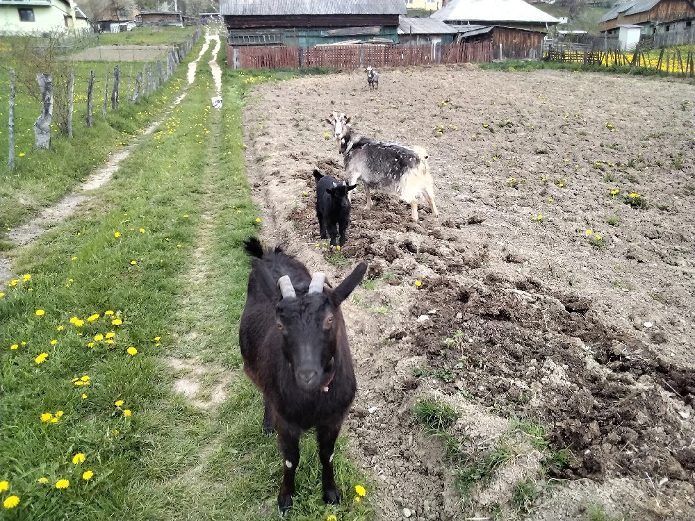 schimbare locatie pentru un tap,o capră cu iedut și o ieduta de un an si trei luni