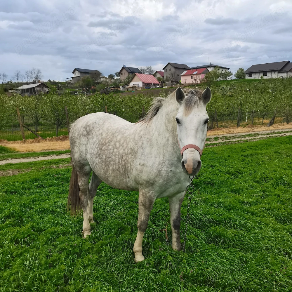 Bună ziua vând iapa în vârstă de 6 ani cuminte și harnică  prețul e 90 negociabil 