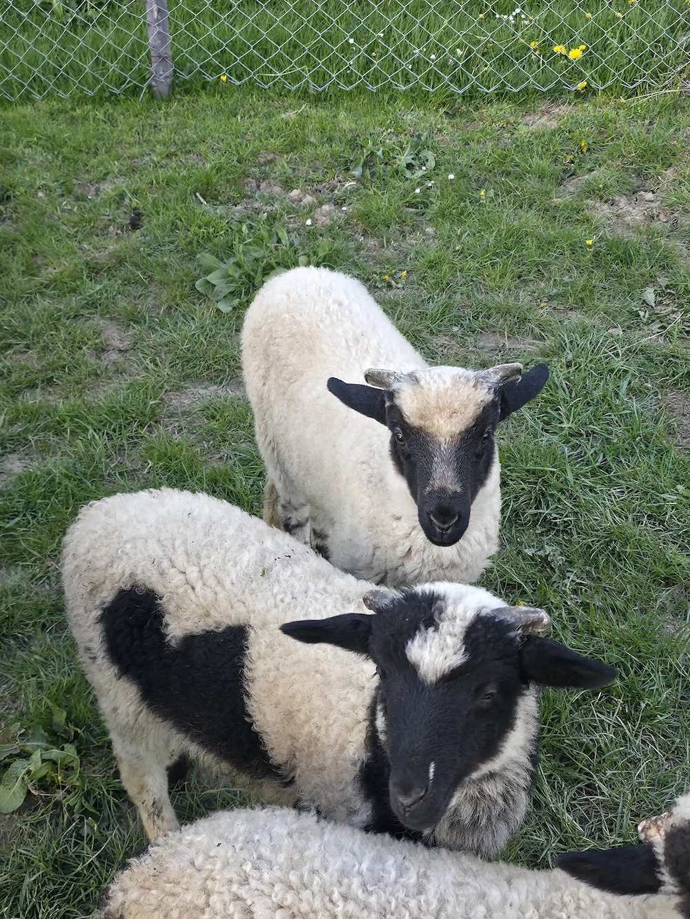 De vânzare miei ( berbecuți) 