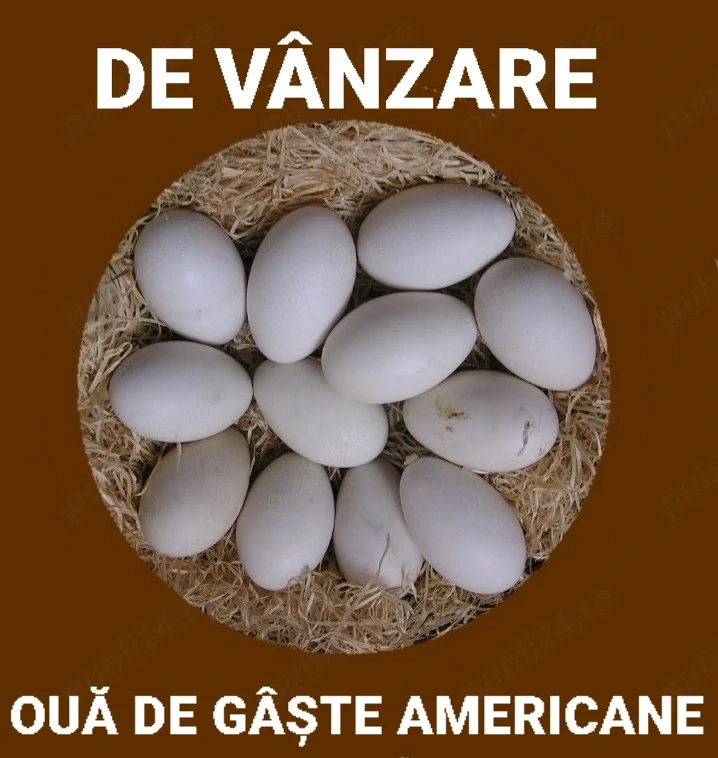 De vânzare ouă de gâște americane și rațe mute 