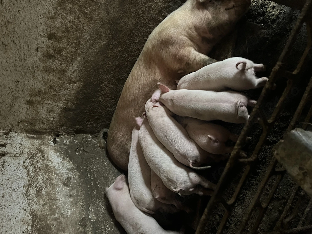 Vând purcei marele alb 7-8 săptămâni!