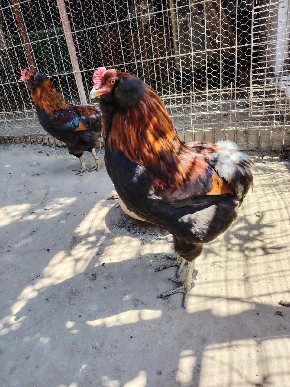 Vând cocoș Araucana 