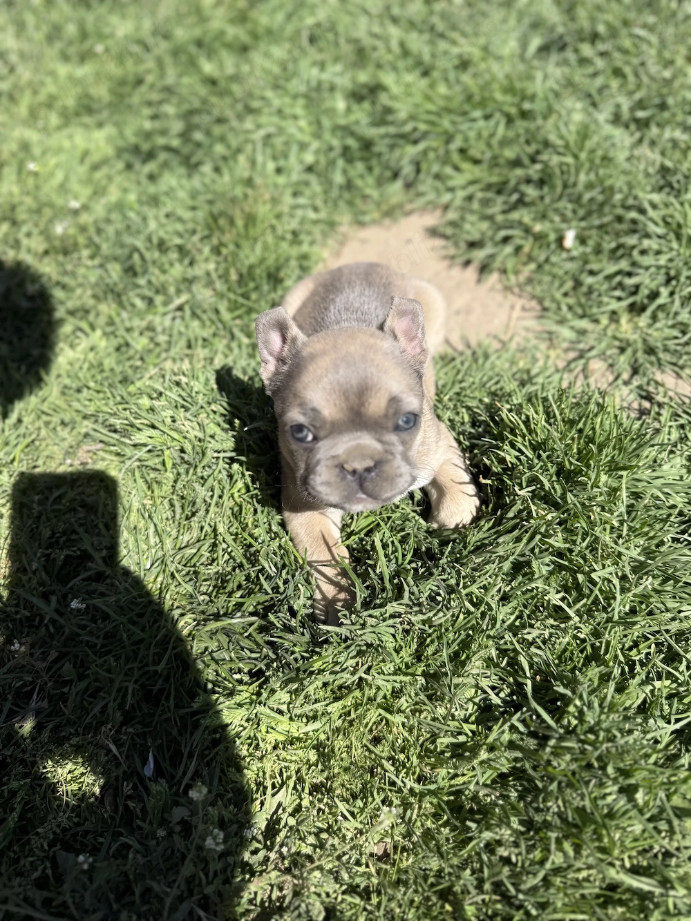 Bulldog francez blue eyes