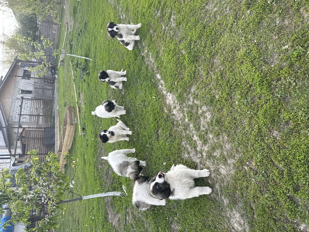 Ciobănesc de Bucovina 