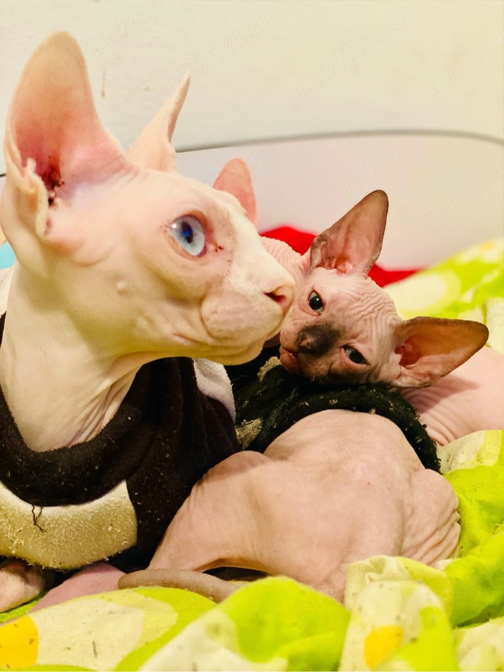 Pisicuțe Sphynx 